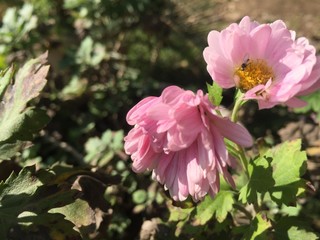light Pink flower morning lanscape.