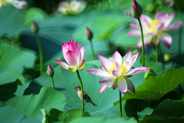 Summer pond is full of beautiful lotus flowers of various colors