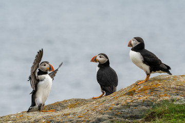 Atlantic Puffin, Papageitaucher