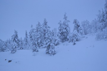 trees in snow