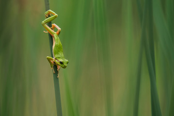 European green tree frog in the natural environment, close up, wildlife, nature, Hyla arborea
