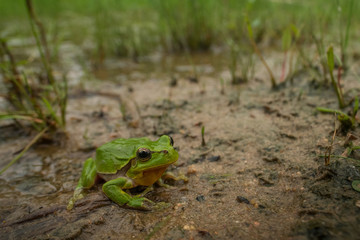 European green tree frog in the natural environment, close up, wildlife, nature, Hyla arborea
