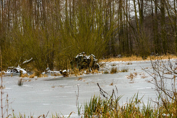 Baumstumpf im Winter im eingefrorenem Eis
