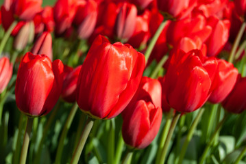 Obraz premium red tulips in the garden