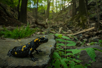 Fire salamander in the natural environment, close up, isolated, silhouette, wide macro, Salamandra salamandra