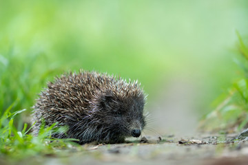 European hedgehog in the natural environment, close up, wildlife, Erinaceus roumanicus, Erinaceus europaeus