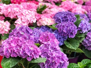 Colorful of Hydrangea flower, Hortensia flower, French Hydrangea background.