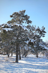 Trees in the snow. Winter forest. Christmas snowy background. 