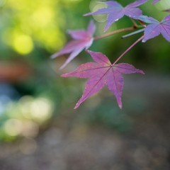等々力渓谷の紅葉(1)