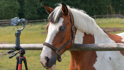 Horse with classic blue eyes takes selfie on the phone on the tripod. Animal, instagram and photo concept.
