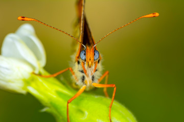 Closeup beautiful butterfly sitting on the flower.
