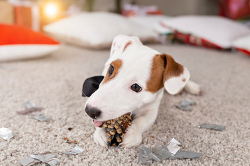 Christmas and pet concept - Jack russell terrier puppy nibbles at a fir