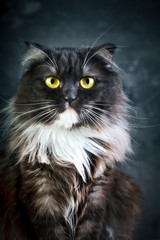Fototapeta premium Cat, Portrait of a funny cat with big yellow eyes.