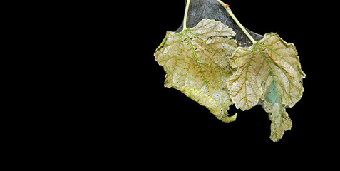 dry leaves on the web. wilted mulberry leaves. dry leaves on a black. copy space