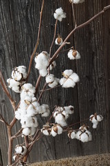 綿の植物