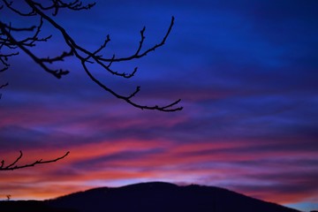 tree and moon