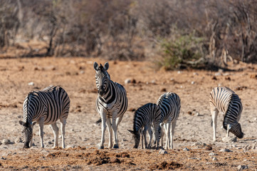 Naklejka na ściany i meble Telephoto shot of a group of Burchell's Plains zebras -Equus quagga burchelli- standing on the plains of Etosha National Park, Namibia.