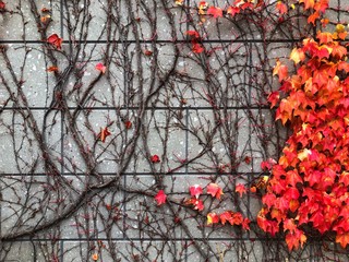 A wall covered with autumn leaves. Autumn background concept 
