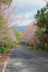 Obraz premium Cherry Blossoms bloom between the road.