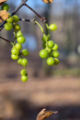 bunch of green grapes