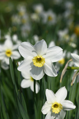 Long line of the blossoming narcissuses. Simple flowers with white petals and small yellow crowns.