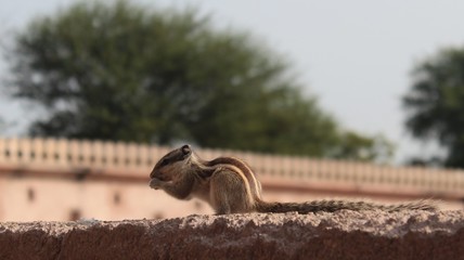 squirrel on feeder
