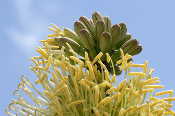 Fototapeta premium agave_victoriae-reginae