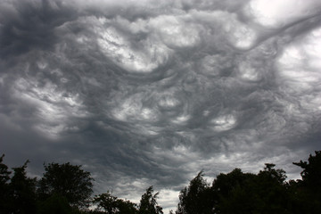 Big trees are bent by strong wind. The sky over trees an intricate pattern is closed by gray clouds.