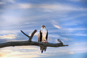 Osprey perched on a tree limb against a magnicient sunset sky clutching a piece of fish