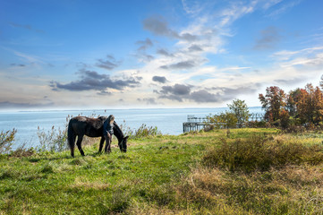 Female grazing her horse in a grassy field overlooking the Chesapeake bay with Autumn colors