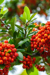 Pyracantha bush with bright orange berries on the sea coast, a wonderful organic antioxidant for health and beauty. Autumn nature background.