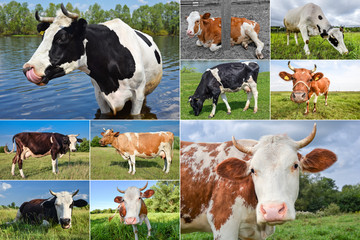 Collage of cows and cattles on the field