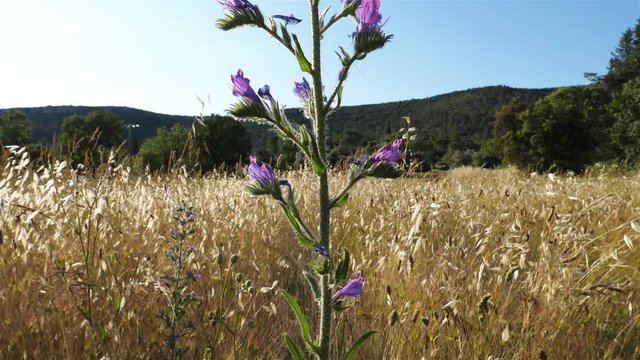 Echium plantagineum, purple viper's-buglossor Paterson's curse, southern France