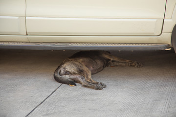 Stray dog sleeping under a car-2