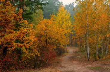 Autumn landscape A good day for a pleasant walk. A beautiful forest, decorated with autumn flowers, pleases the eye.
