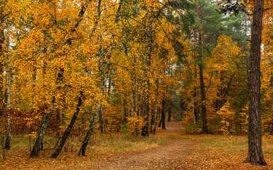 Autumn landscape A good day for a pleasant walk. A beautiful forest, decorated with autumn flowers, pleases the eye.