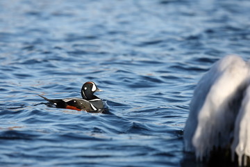 Duck swimming in blue sea water near the ice covered coastal rock.  Wild Harlequin duck (Histrionicus histrionicus) in natural habitat. Colorful drake moving on sea surface closeup.