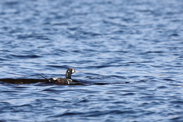 Duck swimming in blue sea water.  Wild Harlequin duck (Histrionicus histrionicus) in natural habitat. Colorful drake moving on sea surface closeup.