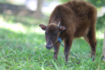Bubalus quarlesi in Bontomaranu Educational Park, Gowa, Indonesia