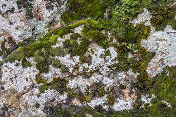Dark green coloured moss growing on limestone rocks