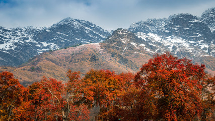 Autumn and winter at the same time on Zabarwan Range in Srinagar, Kashmir