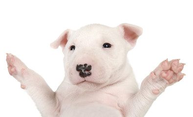 Obraz premium Portrait of a Miniature Bull Terrier puppy with paws raised up
