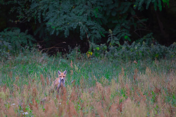 junger Rotfuchs auf einer Wiese