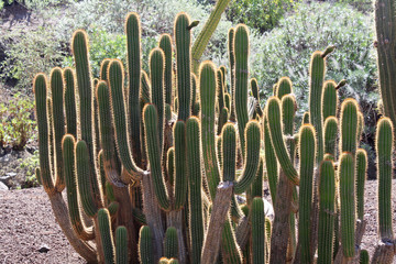 KAKTUS echinopsis spachiana