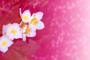 White jasmine The branch delicate spring flowers