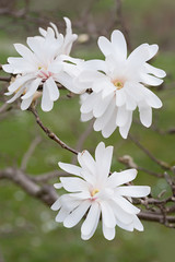 twig with three magnolia blossoms, green blurry background