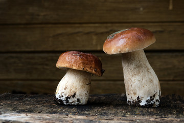 three porcini mushrooms, freshly picked, lying on a dark background. Location in Russia