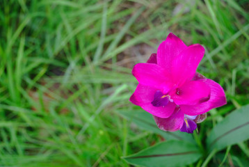 Kracheiw flower with  blurry background.