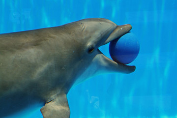 Delphin