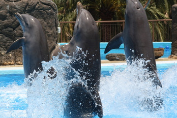 Delphin © Stephan von Mikusch